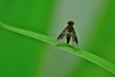 Chrysopilus quadratus