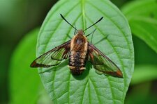 Le Sphinx colibri
