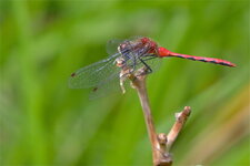 Sympetrum obtrusum (2)