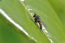 Argyra diaphana