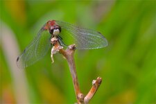 Sympetrum obtrusum (3)