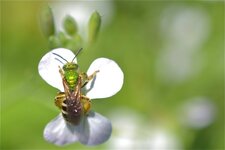 Agapostemon Virescens