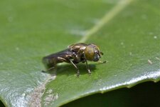 Riponnensia splendens