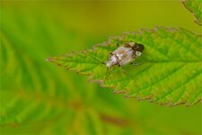 Lygus sp.