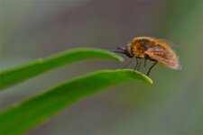 Bombylius sp. (1)