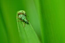 Le Charançon vert pâle (2)