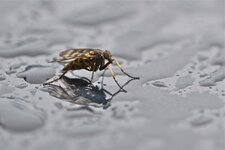 Rhagio mystaceus