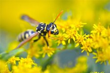 Polistes nimpha