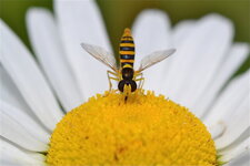 Une Sphaerophore