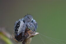 Phidippus purpuratus (1)
