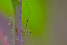 Neoneides muticus (2)