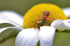 Xysticus lanio
