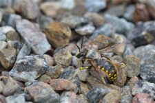 Une Abeille cotonnière (1)