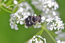 Valgus hemipterus