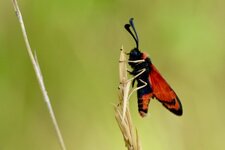  La Zygéne de la petite coronille (2)