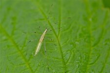 Neoneides muticus (1)
