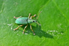 Le Charançon vert pâle (1)
