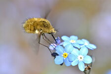 Le Bombyle mineur