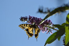 Machaon