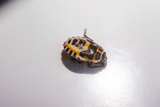 punaise juvenile Eurydema ornata (Punaise ornée du chou)