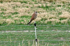 Faucon crécerelle