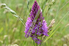 Orchis pyramidal