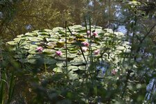 Nymphéas roses