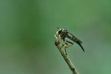 Neoitamus sp.?