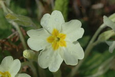 Primula veralis