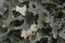 Lobaria pulmonaria
