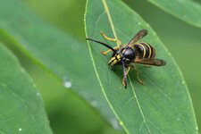 Dolichovespula norvegicoides