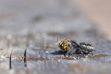 Phidippus sp. (2)