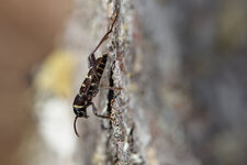 Xylotrechus sp.