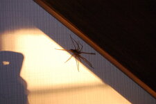 Araignée