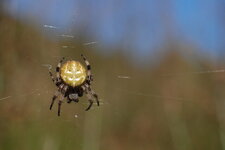 Araneus quadratus Clerck, 1757