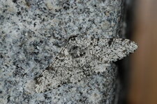 La Phalène du bouleau, Biston betularia (Linnaeus, 1758)