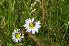 Syrphe sur marguerite