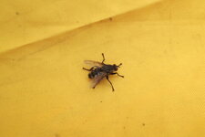 Mouche