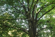 Tilleul à grandes feuilles