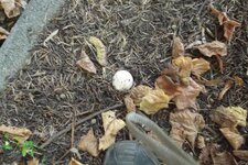 Champignon