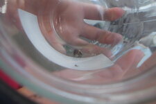 Abeille domestique