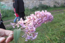 Buddléia ou arbre aux papillons