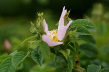 Eglantier sp.
