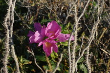 Eglantier sp.