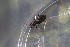Elaphrus cupreus ou Elaphrus rivarius