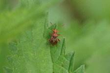 Elasmucha grisea juv.
