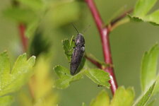 Elatéridé sp.