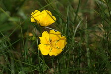 Elianthème sp.