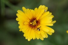 Pour quelle araignée sera la mouche qui se cache ?