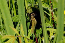 Emergence d une Libellulidé